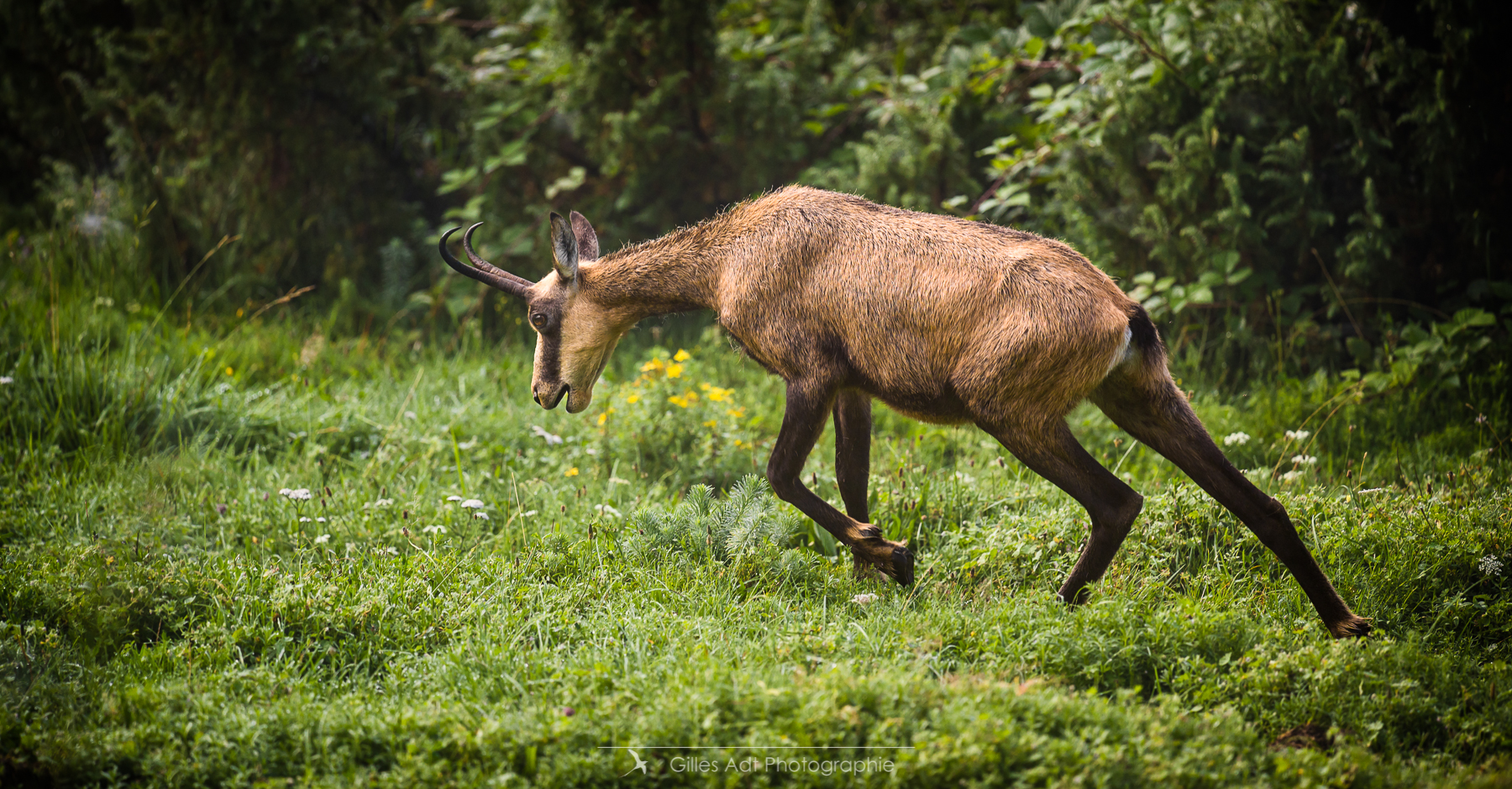 le chamois