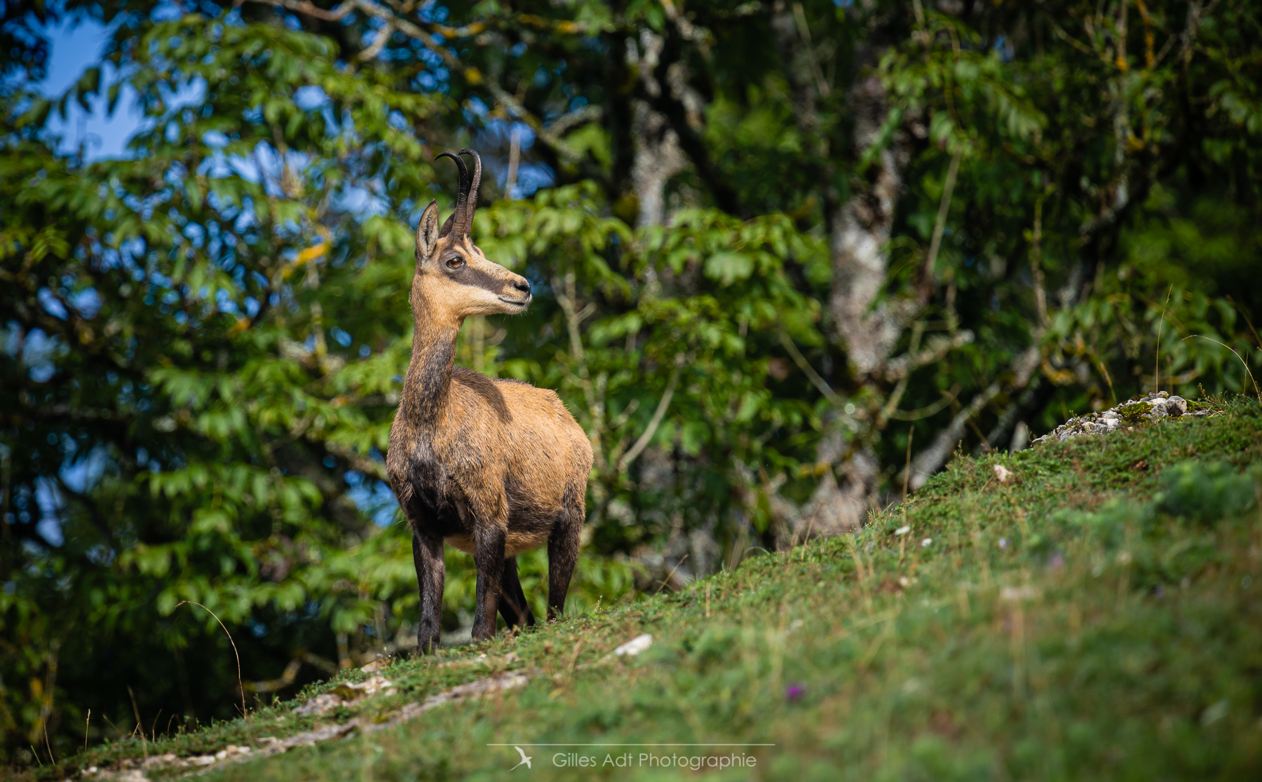 le chamois