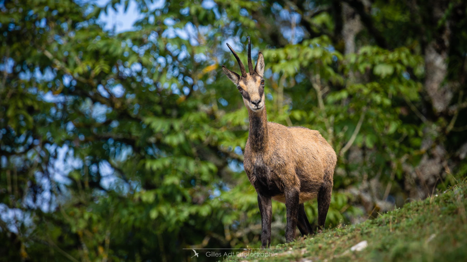 le chamois