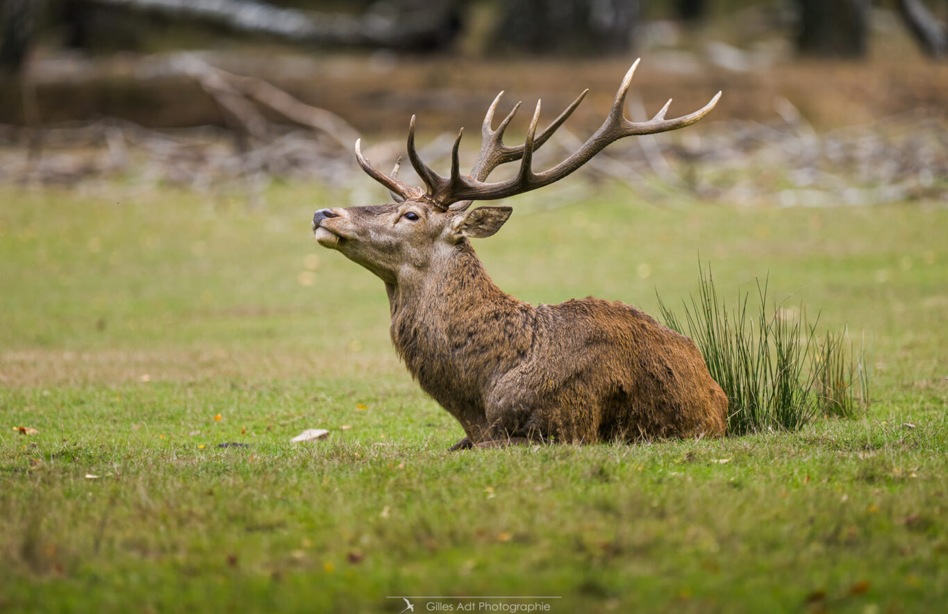 les cerfs de Rambouillet