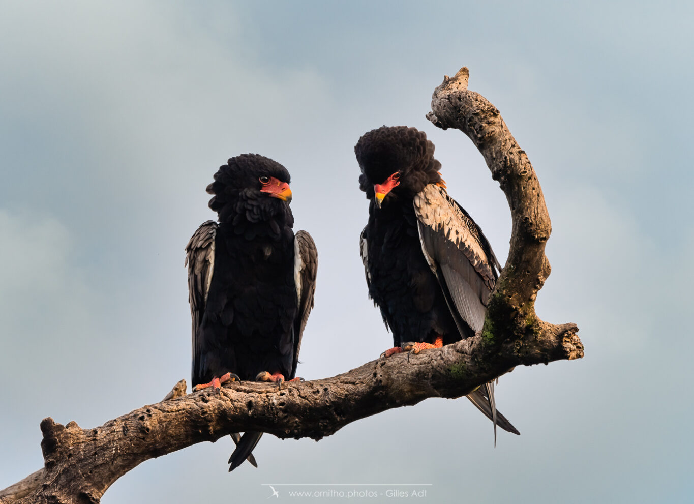 galerie Bateleur des savanes