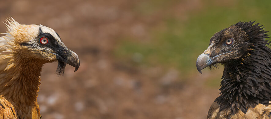 photos ornithos - gypaète barbu