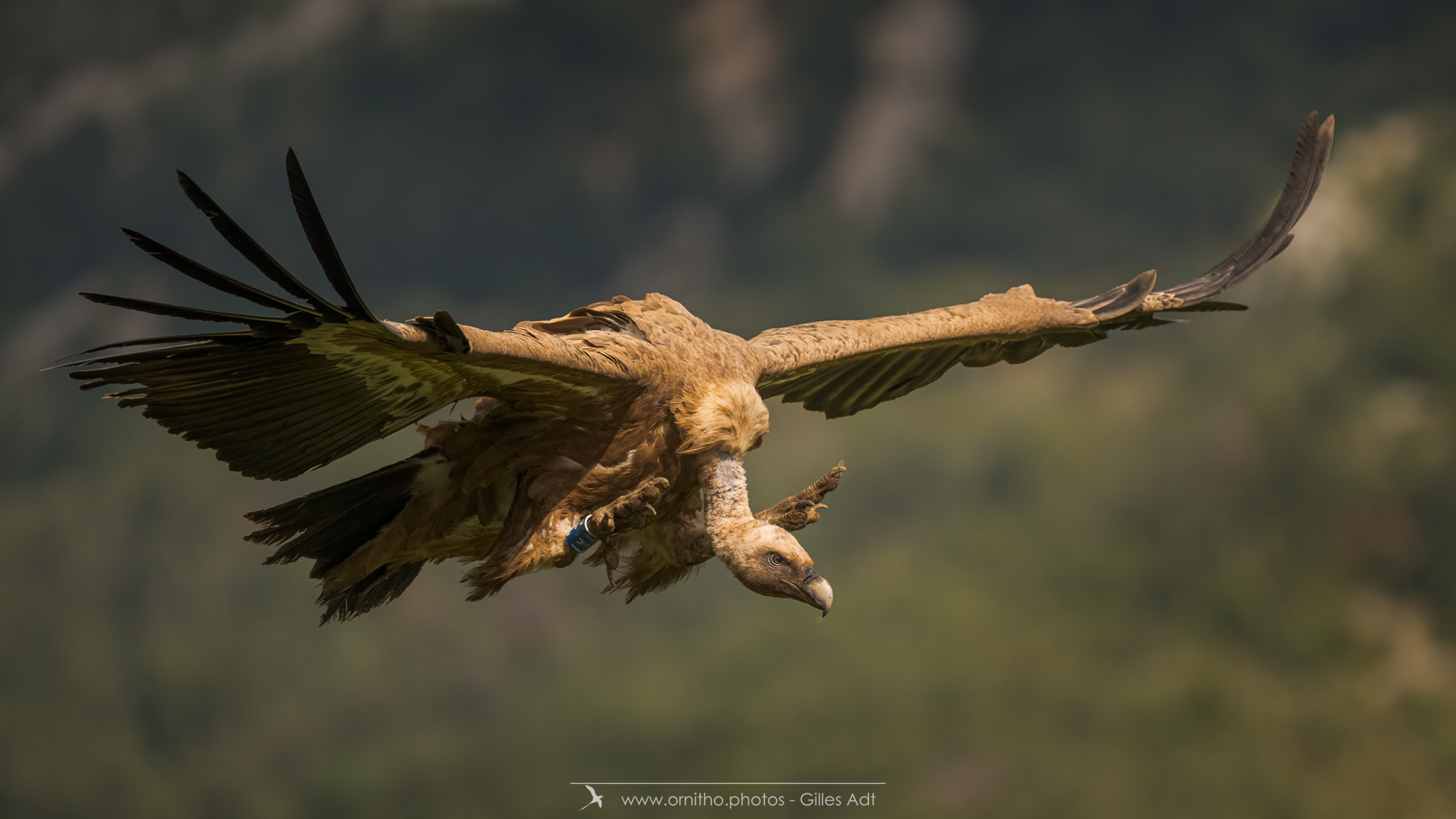 photos ornithos - le Vautour fauve