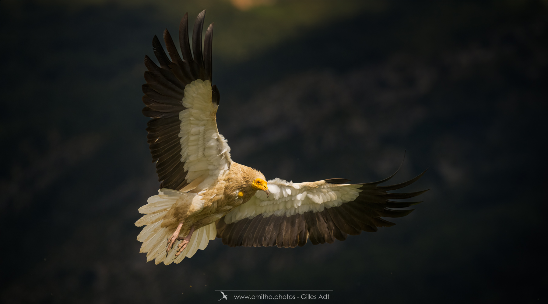 photos ornithos - le Percnoptère d'Egypte