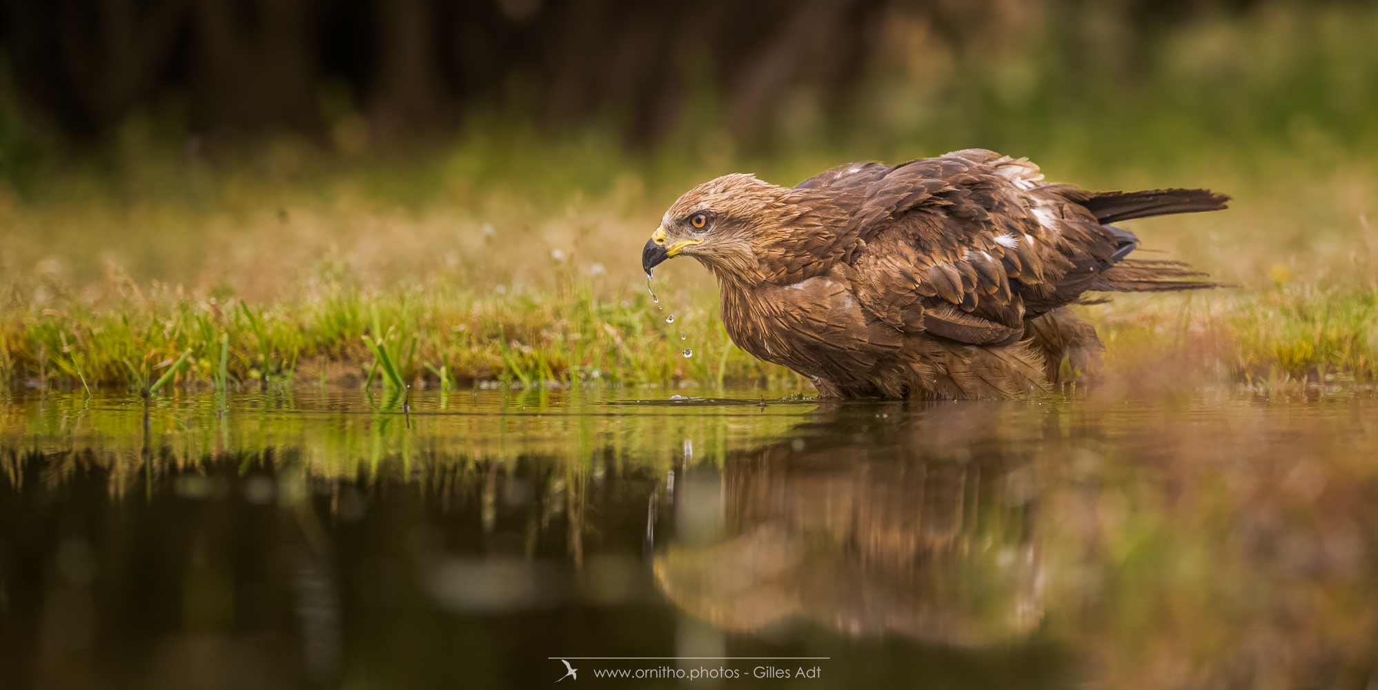 photos ornithos - le Milan noir