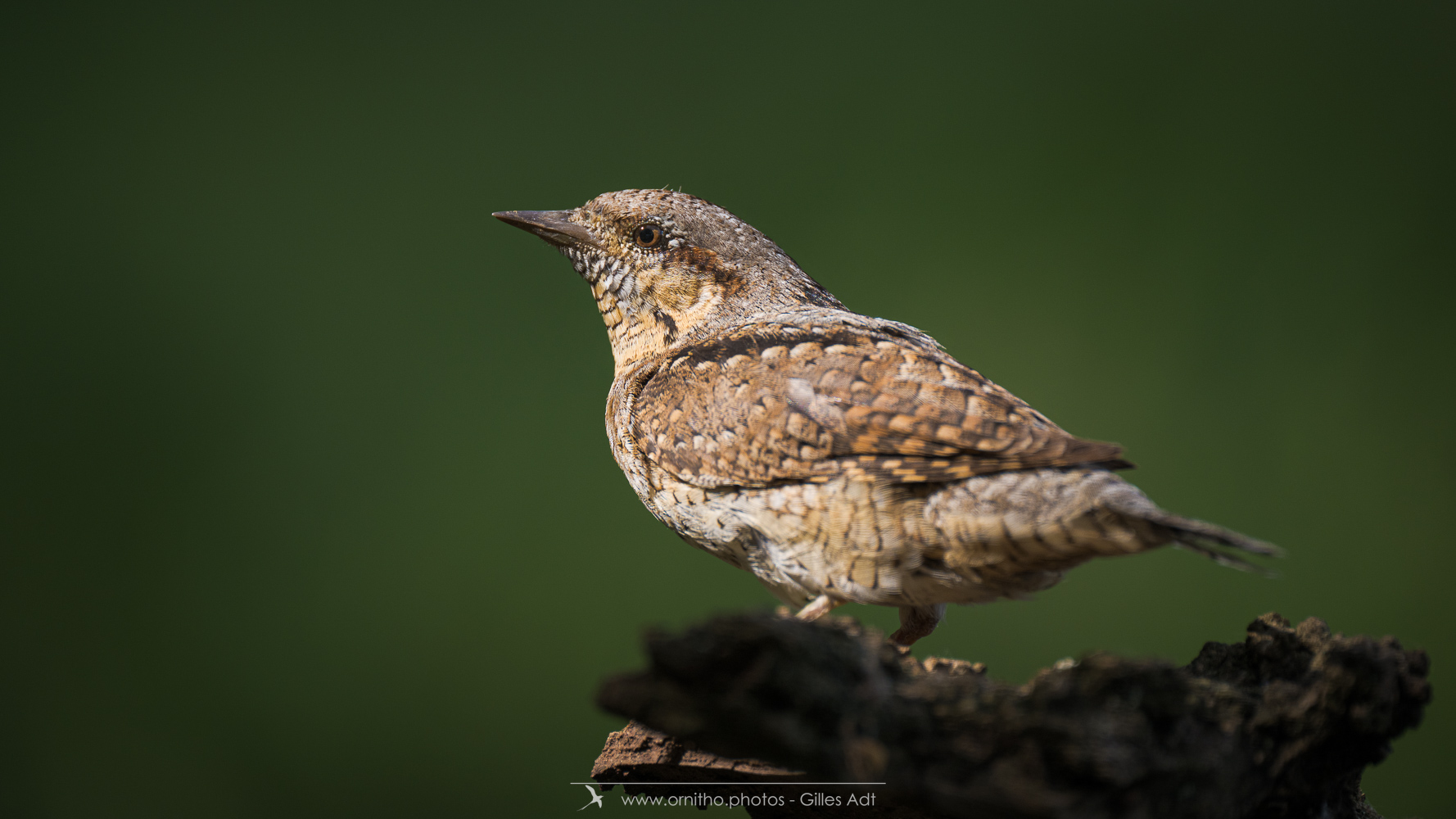 photos ornithos - le Torcol fourmilier