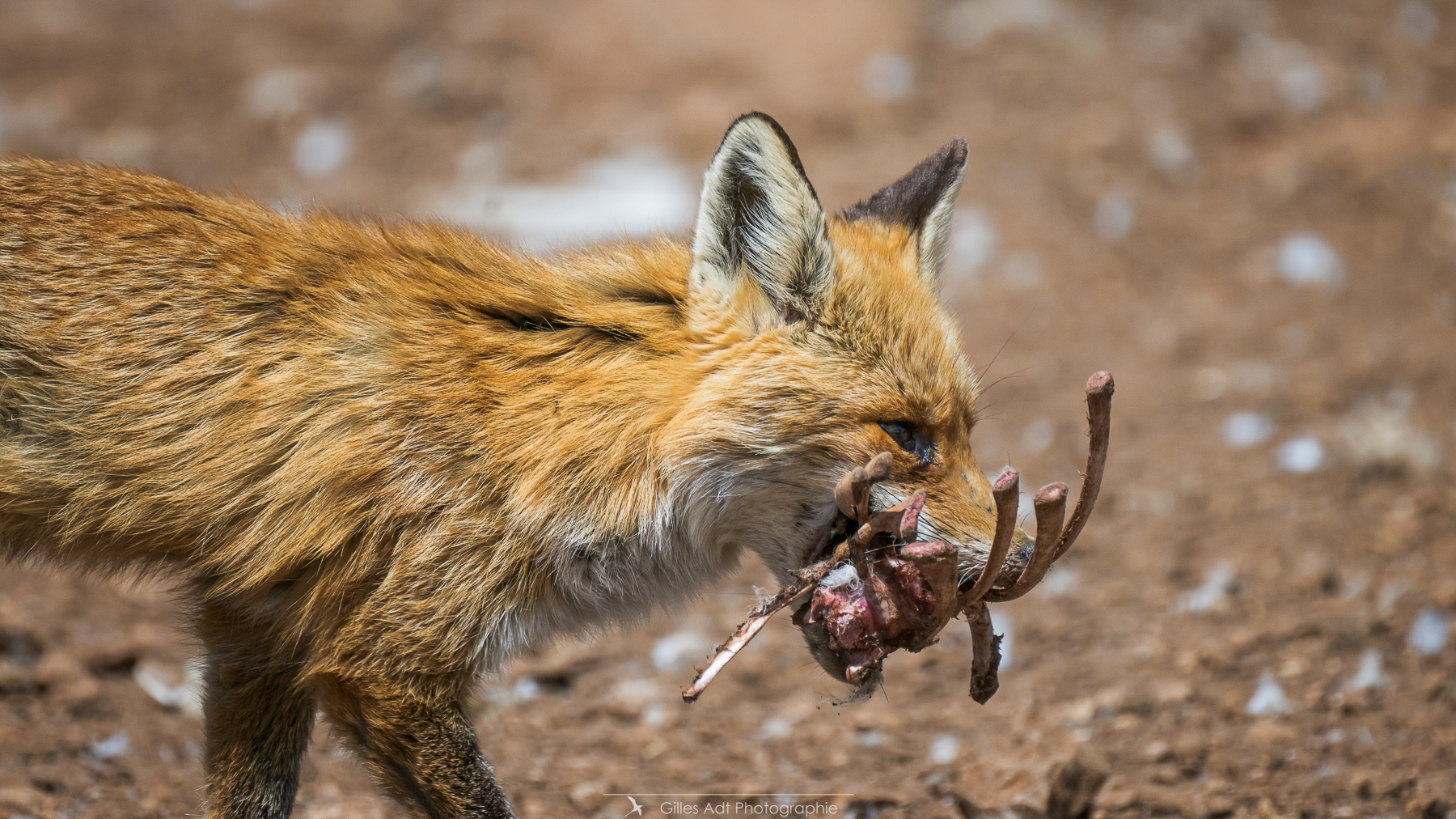 bon repas madame Goupil