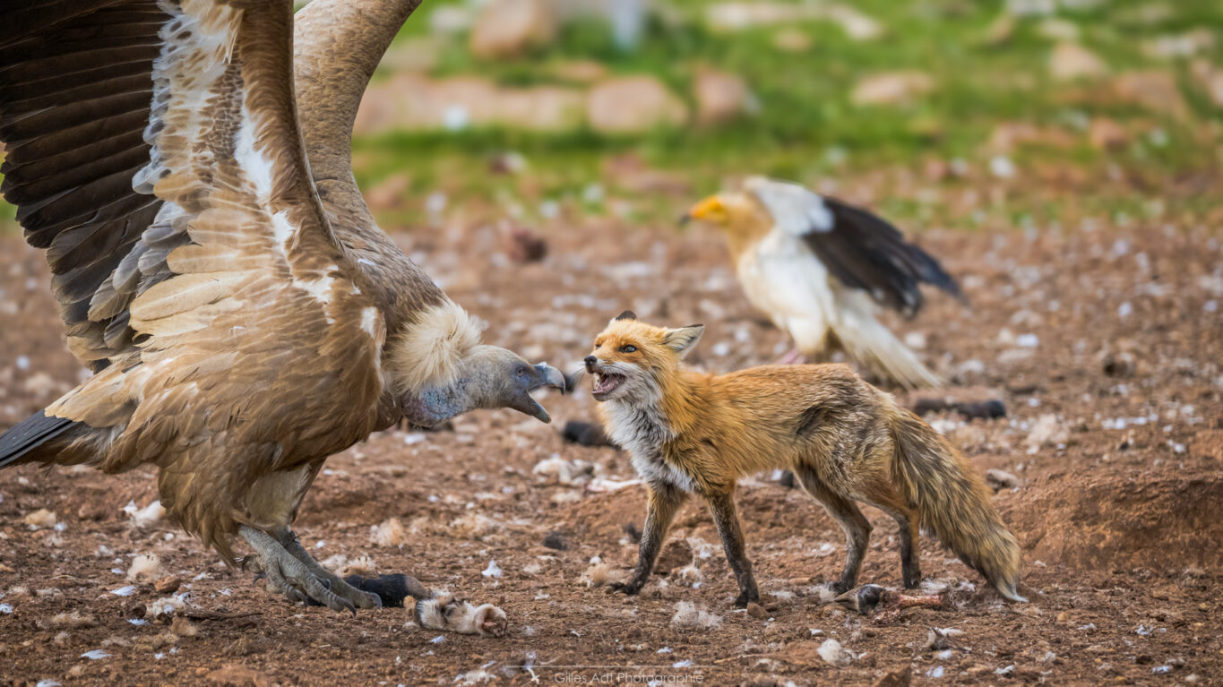 courageuse dame renard