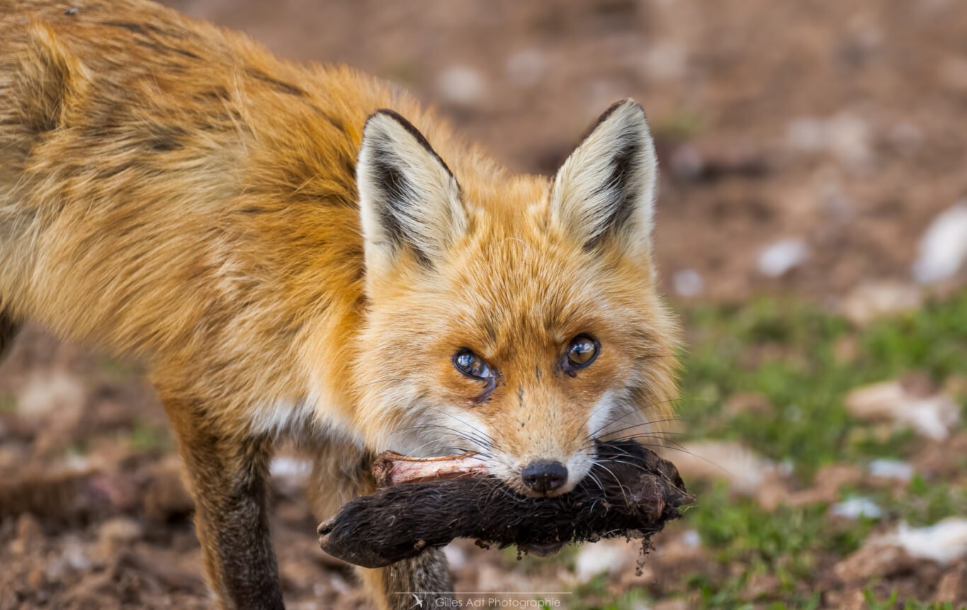 le repas de madame Renard roux