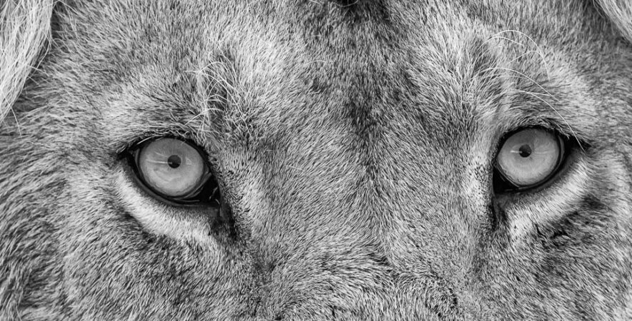 le regard du lion