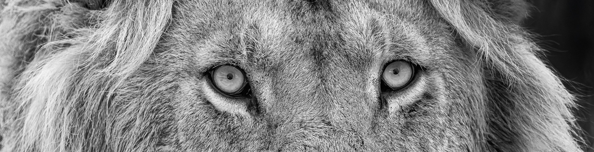 le regard du lion