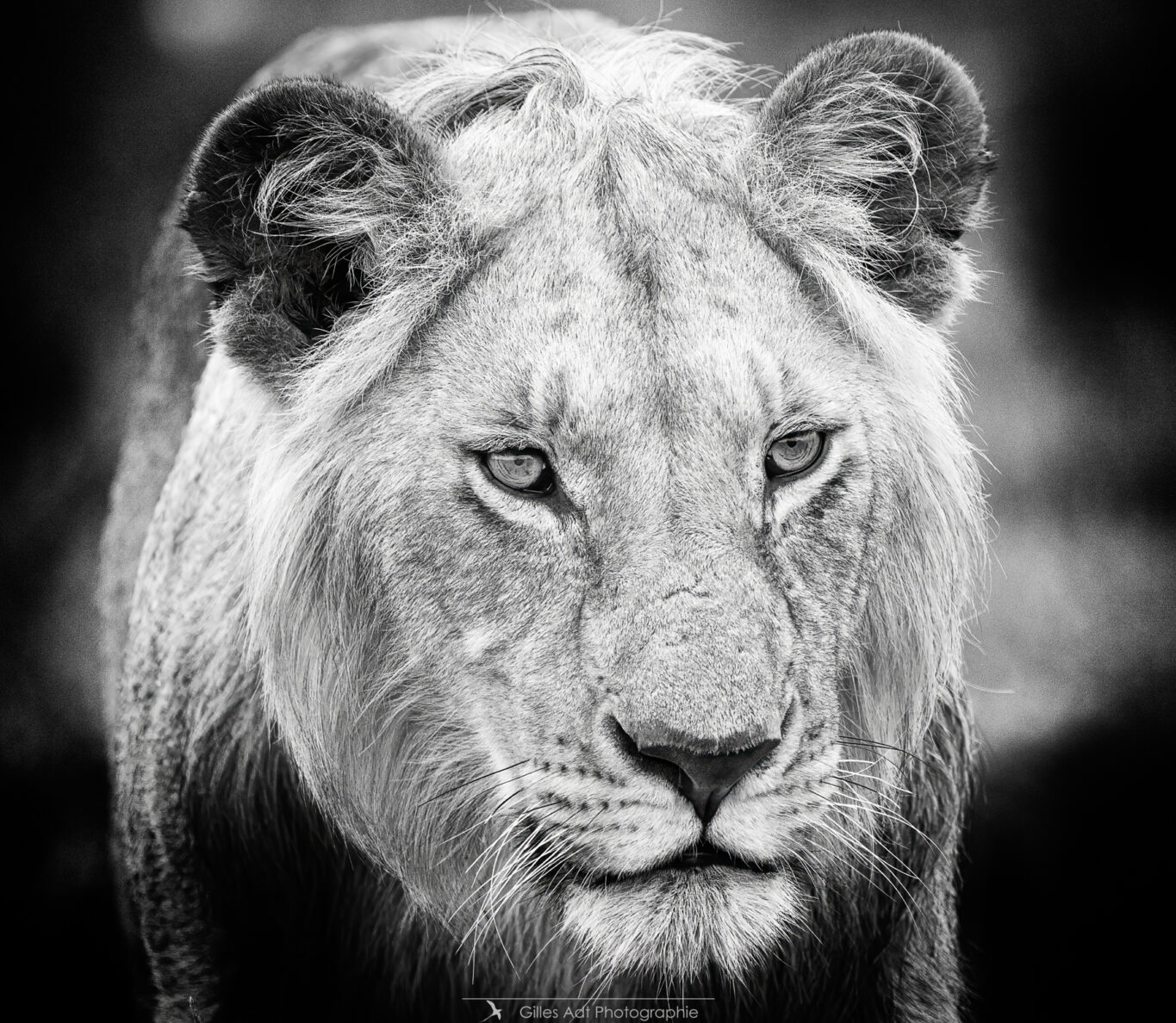 le regard d'un jeune adulte lion