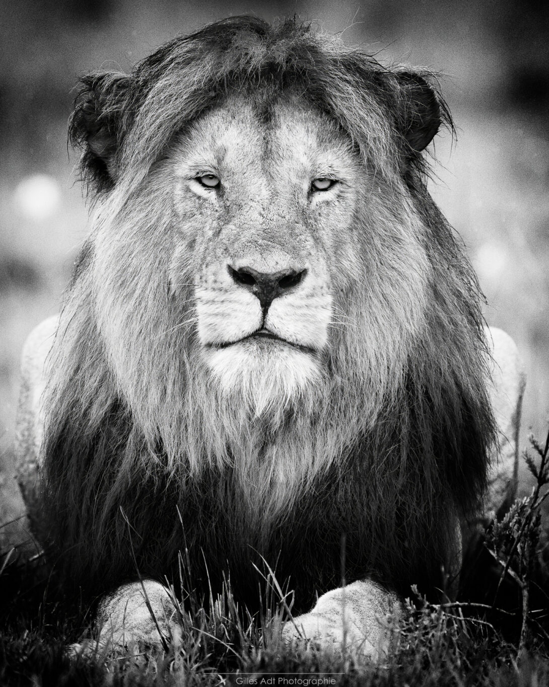 le lion Half tail et son regard. 