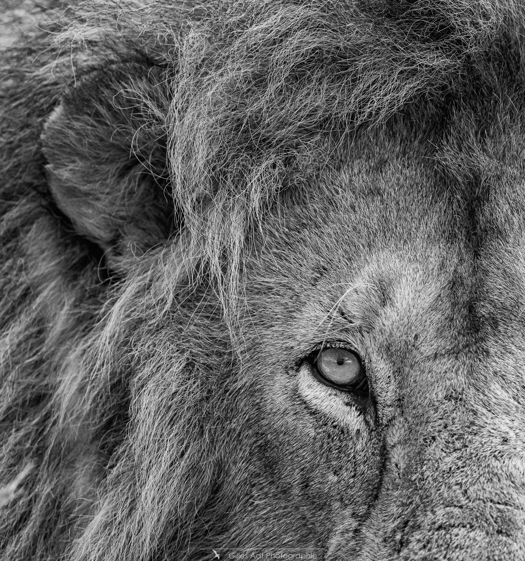 le regard du lion Muadji 