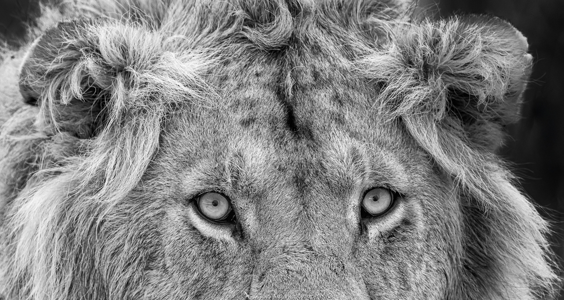 le regard du lion