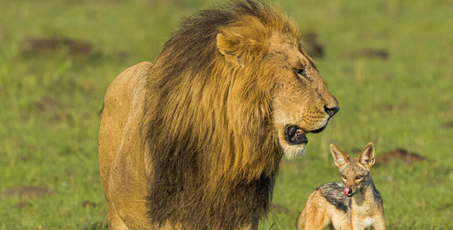 le chacal et le lion