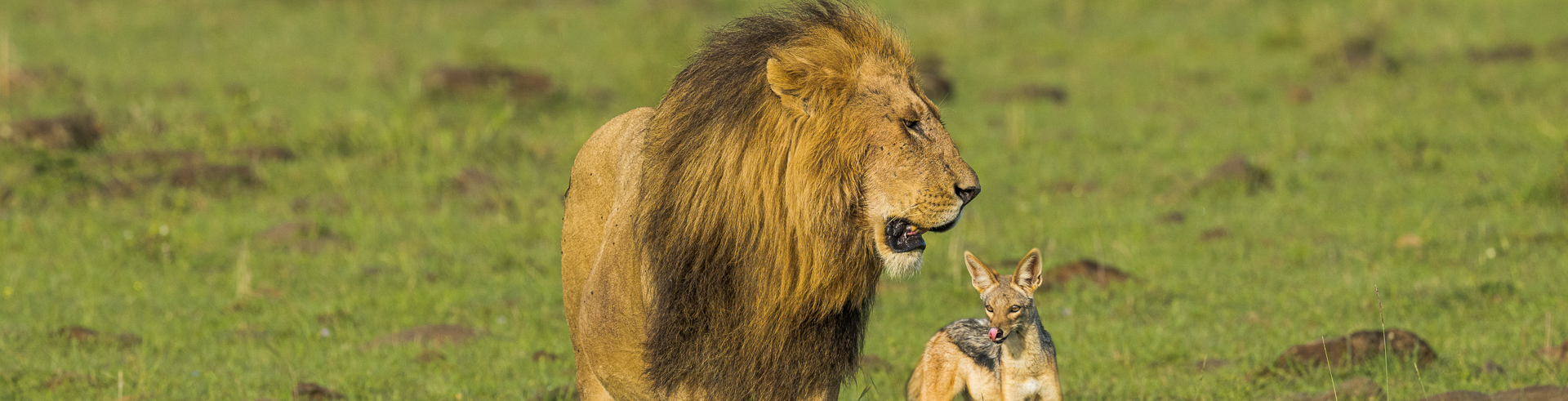 le chacal et le lion