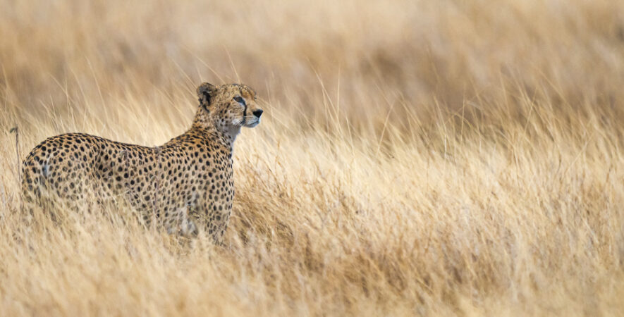 le guépard de Samburu