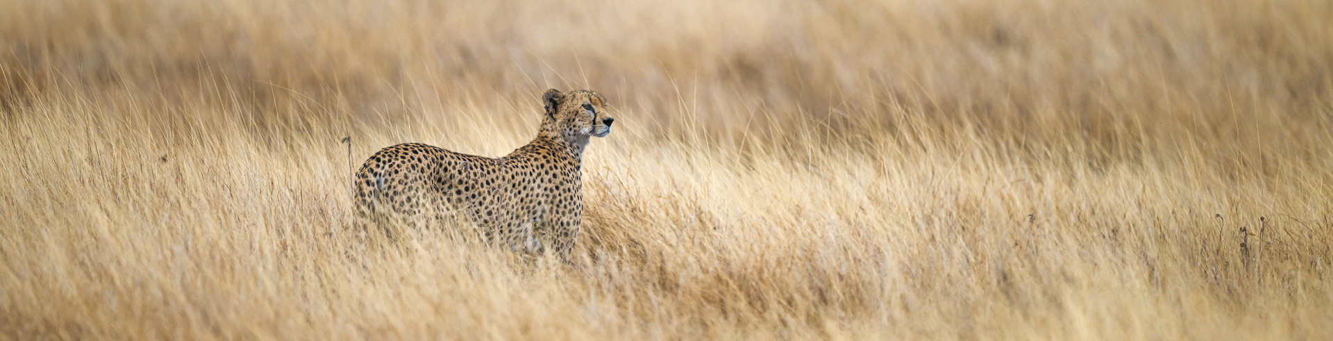 le guépard de Samburu