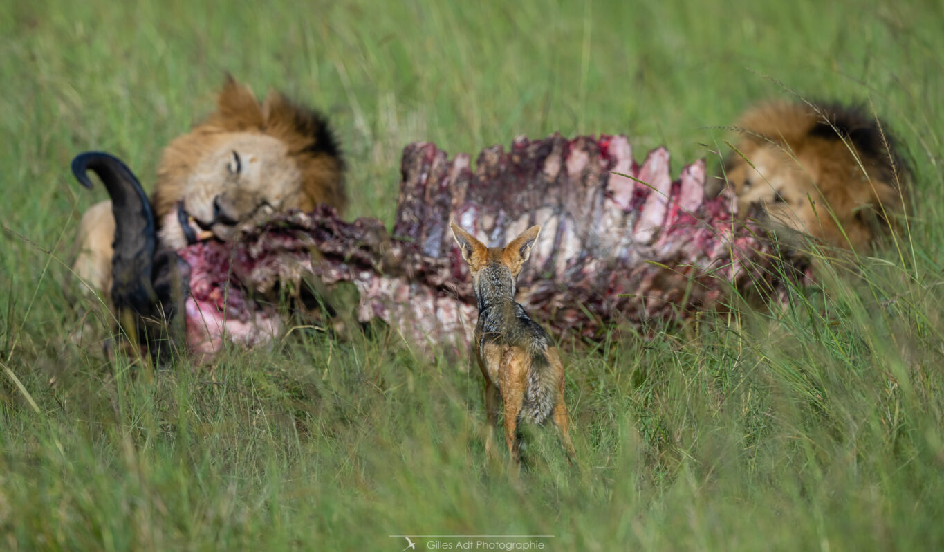 le chacal devant la carcasse