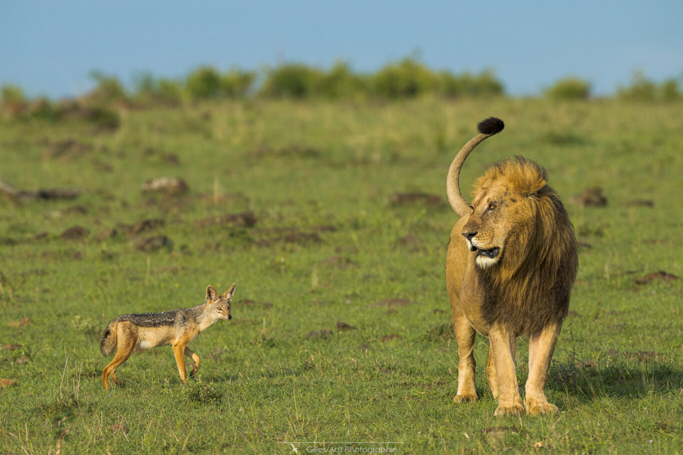 le chacal et le lion