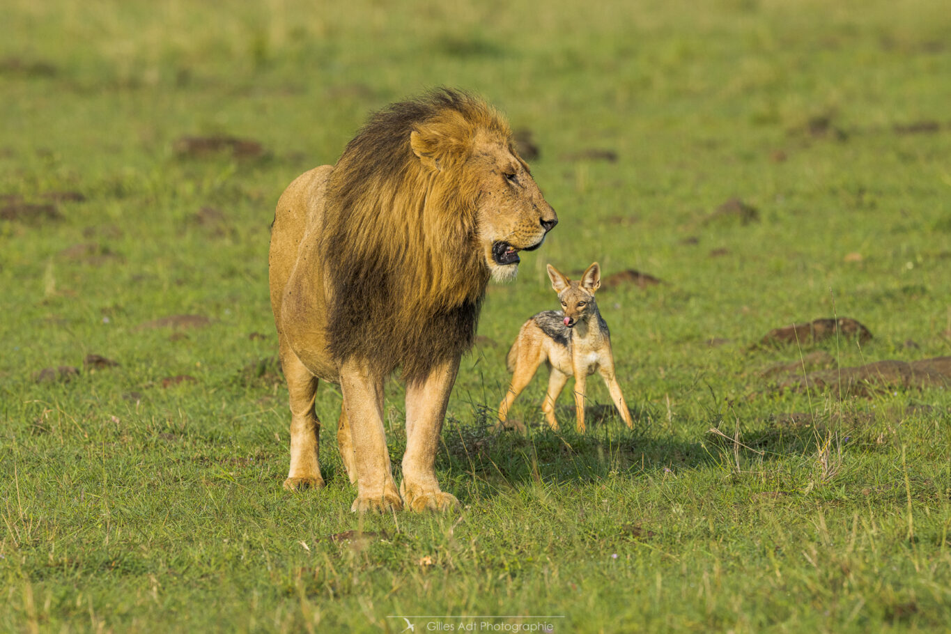 le chacal et le lion