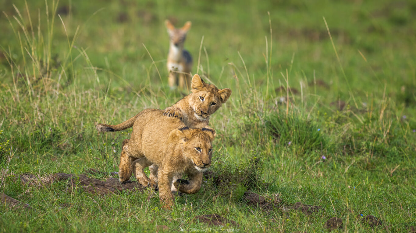 le chacal et les lionceaux