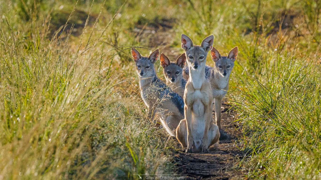 la famille Chacal à chabraque