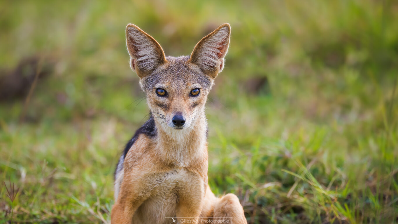 portrait d'un Chacal à chabraque