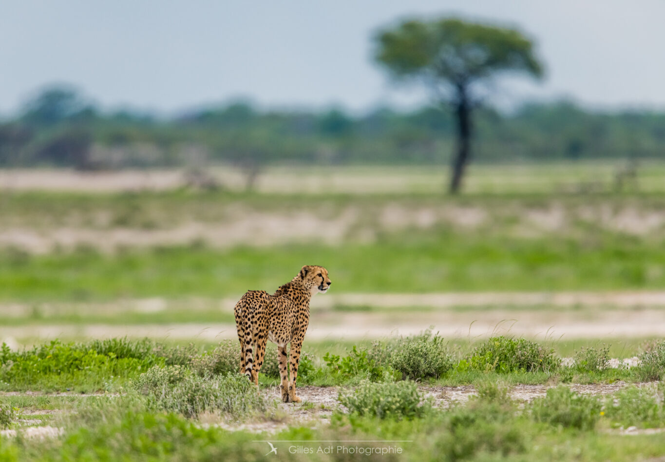 Jeune guépard d'Etosha