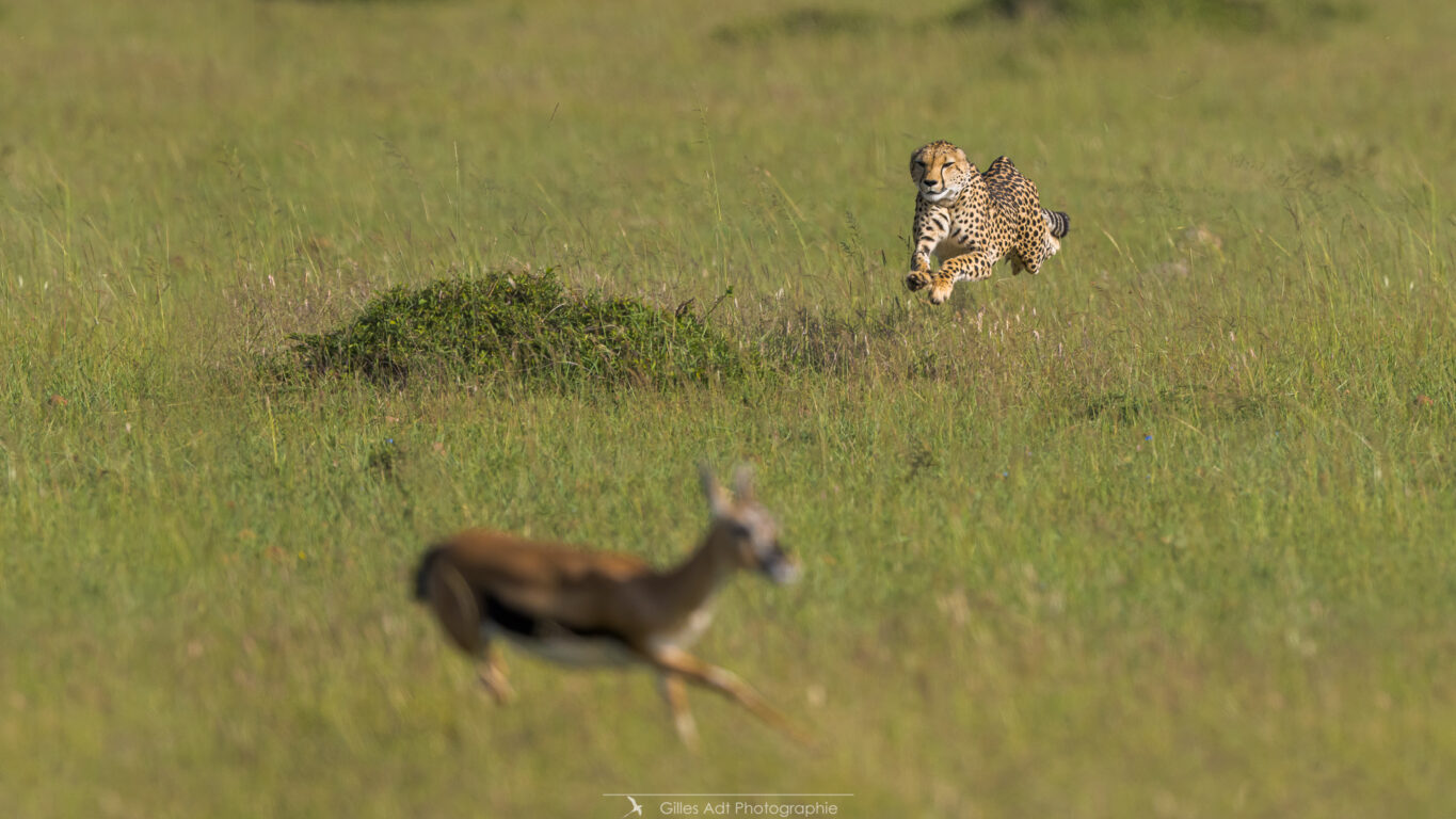 la chasse de Neema