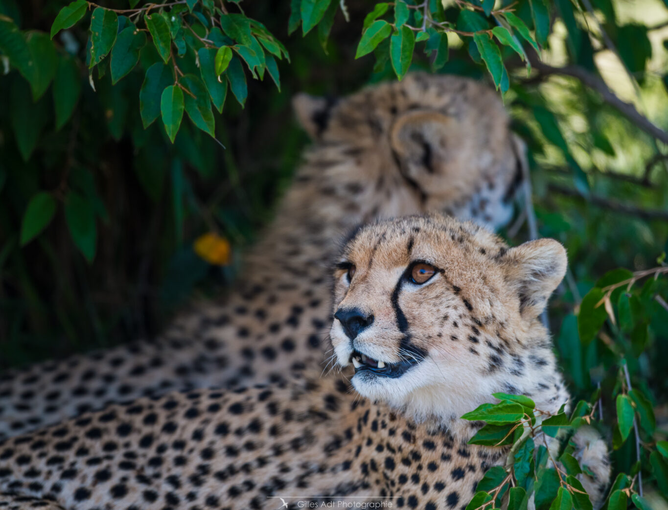 Portrait de guépard