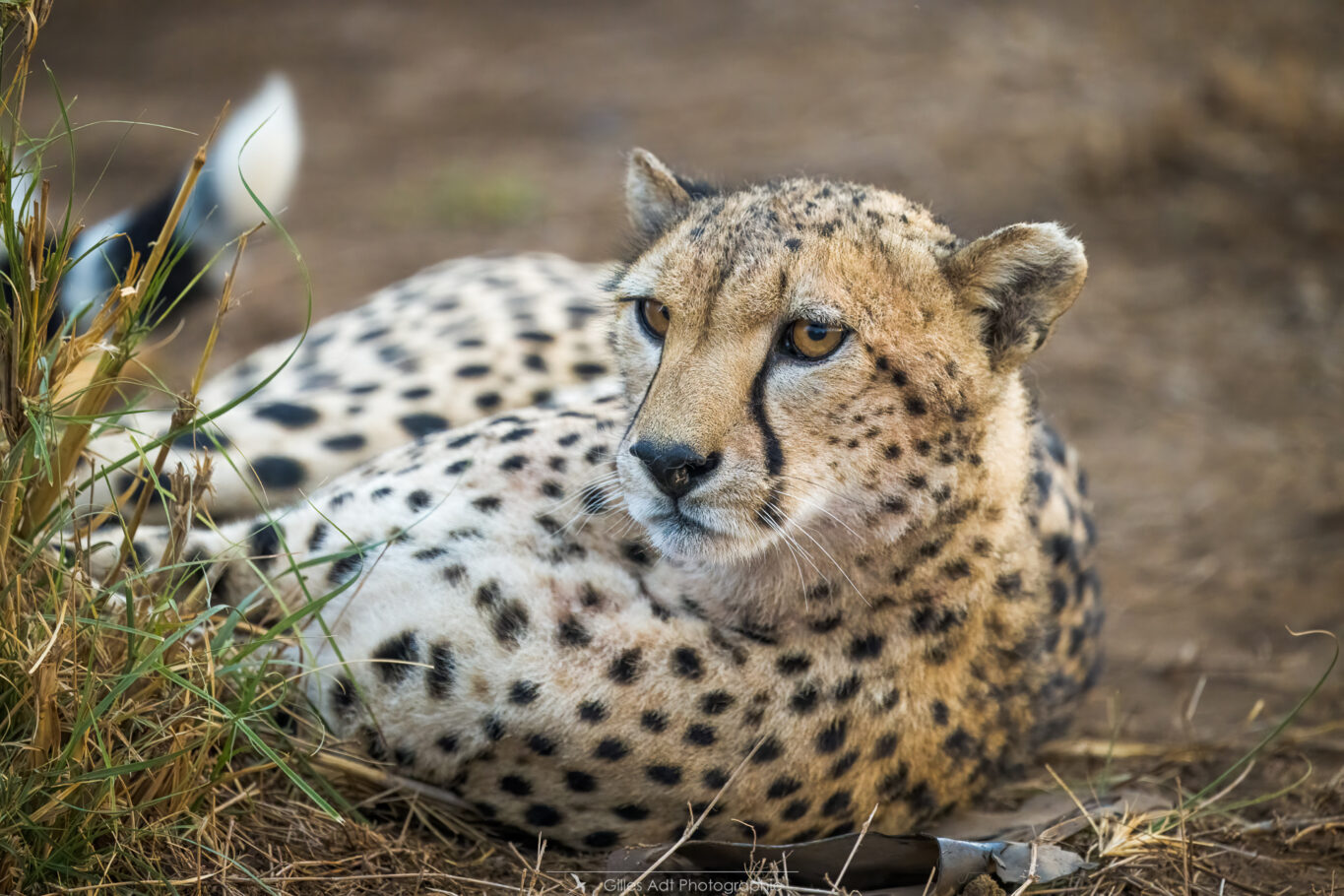 Portrait de guépard d'Ambosely