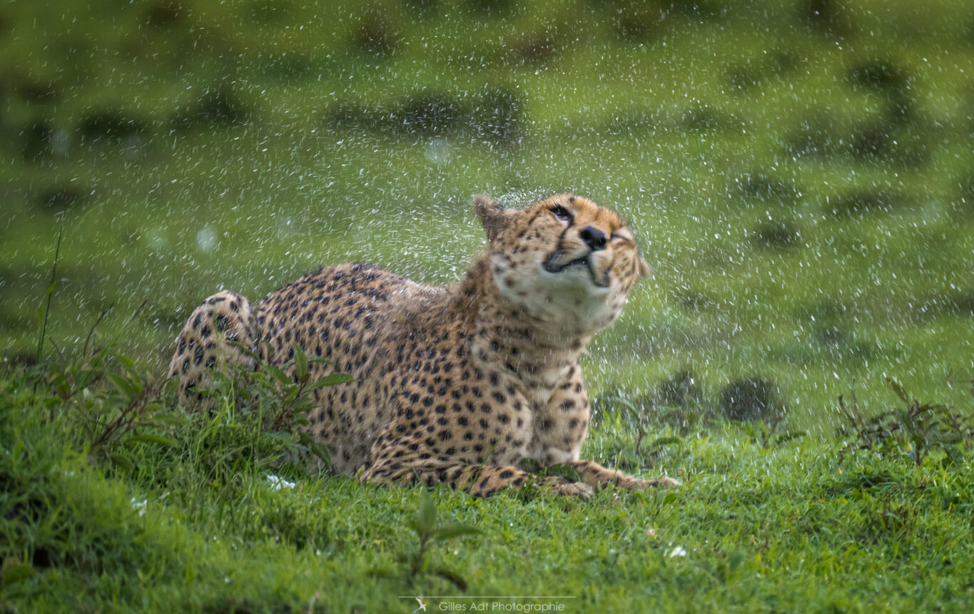 Guépard sous la pluie