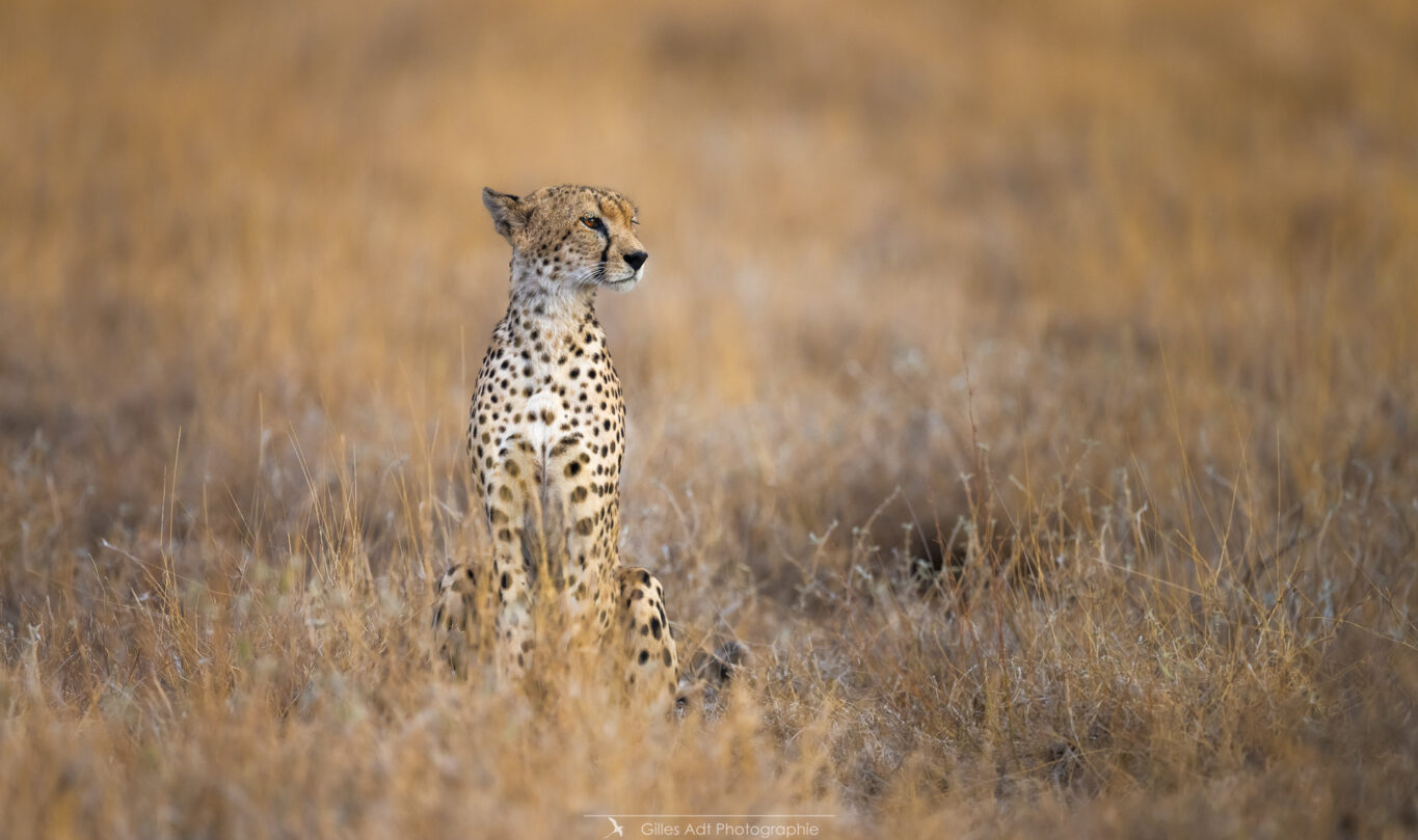 Guépard dans la savane de Samburu