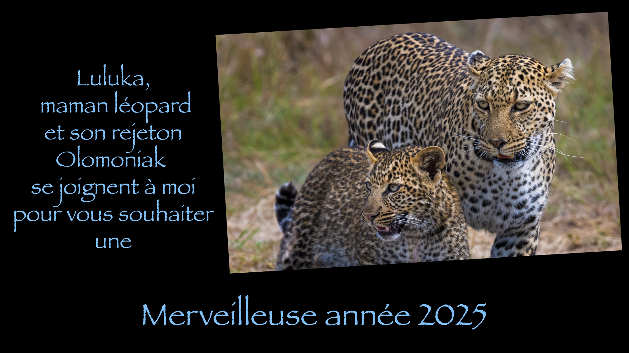 meilleurs vœux pour 2025